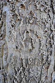 Hackberry Bark