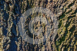 Hackberry bark texture. The texture of the Hackberry bark. Hackberry bark background. Celtis occidentalis photo