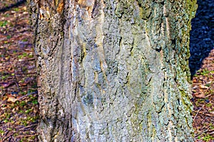 Hackberry bark texture. Texture of the Hackberry bark. Hackberry bark background. Hackberry tree trunk, Celtis occidentalis photo