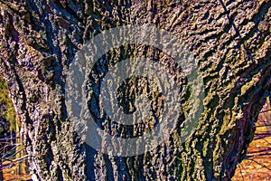 Hackberry bark texture. Texture of Hackberry bark. Hackberry bark background. Hackberry tree trunk, Celtis occidentalis photo