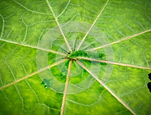 Hackberry Emperor - Asterocampa celtis - on the beautiful green leaf