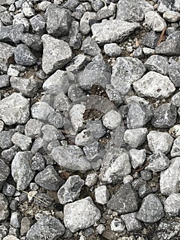 Hackberry Emperor Butterfly - Asterocampa celtis - on Crushed Limestone Rocks in Morgan County Alabama