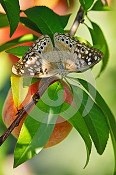 Hackberry Emperor butterfly (Asterocampa celtis) photo