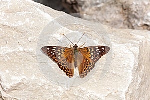 Hackberry Emperor Butterfly Resting on a Rock