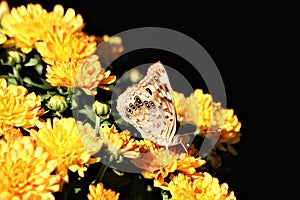 Hackberry Emperor Butterfly on Yellow Chrysanthemums photo