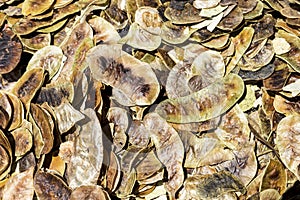 Hackberry fruit, nuts background. white round nuclei.