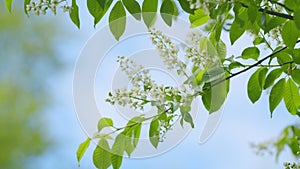 Hackberry or hagberry and prunus padus or mayday tree. Flowering plant in rose family. Slow motion. photo