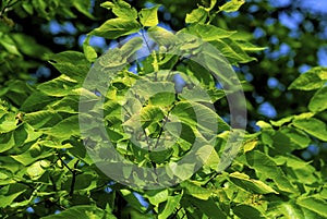 Hackberry Leaves  51610 photo