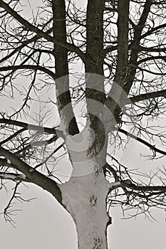 Hackberry tree covered with white snow on trunk