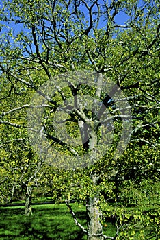 Hackberry Tree  52672 photo