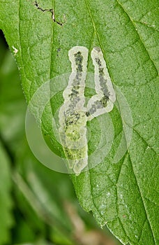 Hackberry tree leaves (Celtis occidentalis) with leaf miner insect damage.