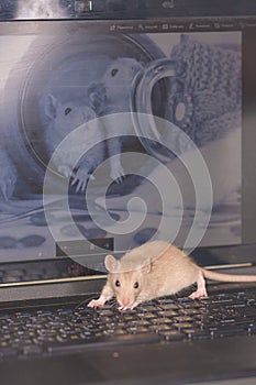 Hacker otak. hacking the computer system. rat on the keyboard