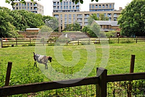 Hackney city Farm in London is home to many cute farmyard animals sheep and goats that graze between blocks of flats