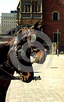 Hackney Horses