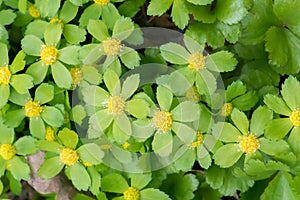 Hacquetia, Sanicula epipactis, blooming with green and  yellow flowers