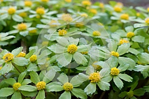 Hacquetia, Sanicula epipactis, flowering plant, yellow flowers
