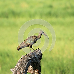 Hadada ibis
