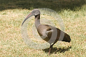 Hadada Ibis (Bostrychia Hagedash)