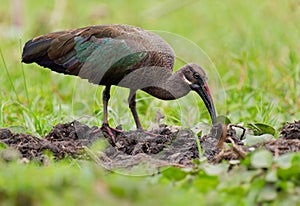 Hadada Ibis - Bostrychia hagedash also hadeda, water bird native to Sub-Saharan Africa, large grey brown species of ibis, narrow