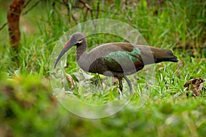 Hadada Ibis - Bostrychia hagedash also hadeda, water bird native to Sub-Saharan Africa, large grey brown species of ibis, narrow