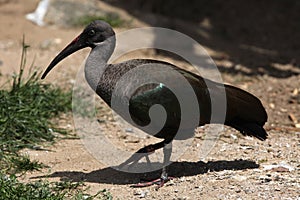 Hadada ibis (Bostrychia hagedash)