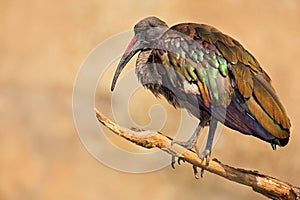 Hadada Ibis, Bostrychia hagedash, bird with long bill sitting on the branch, in the nature habitat, Tanzania. Rare bird from natur