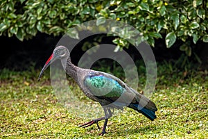 Hadada Ibis eye level shot at Uganda