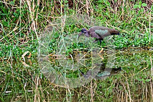 Hadada ibis and its reflection