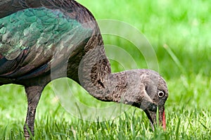 Hadada ibis Kenia