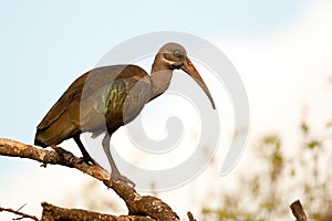 Hadada Ibis Kenya Africa