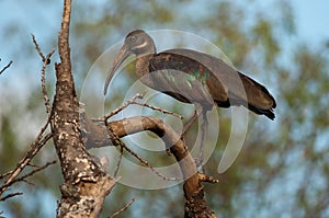 Hadada Ibis Kenya East Africa