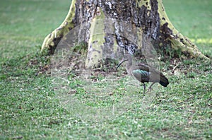 Hadada Ibis near Lake Naivasha, Kenya