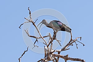 hadada ibis perched in tree