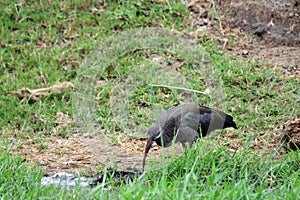 Hadada ibis, Queen Elizabeth National Park, Uganda