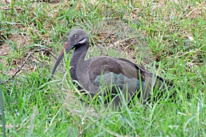Hadada ibis, Queen Elizabeth National Park, Uganda