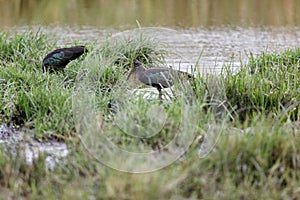 Hadada ibis in some water in Lewa Conservancy, Kenya