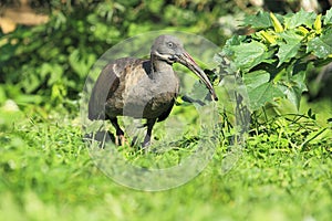 Hadada ibis