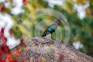 Hadada Ibis Uganda