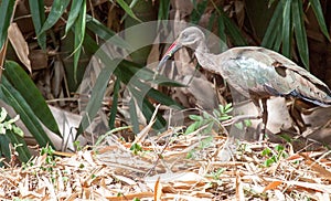 Hadada ibis walking through forest