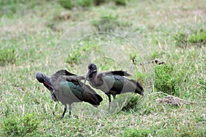 Hadada ibises, Queen Elizabeth National Park, Uganda