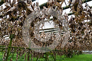 Haddock and Cod fish drying racks in Hafnarfjordur Iceland, Fish farm for local consumption and ships and exports to Africa