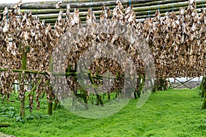 Haddock fish drying racks in Hafnarfjordur Iceland, Fish farm ships and exports to Ghana Africa