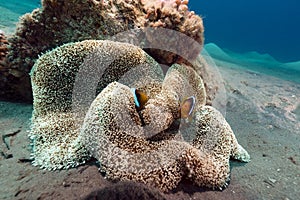 Haddon s anemone (stichodactyla haddoni) in the Red Sea. photo