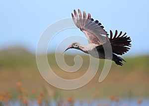 Hadeda Ibis photo