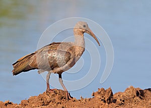 Hadeda Ibis