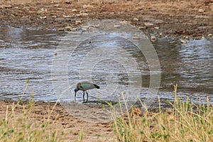 Hadeda ibis (Bostrychia hagedash) in Tarangire National Park, Tanzania