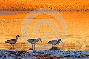 Hadeda ibises in water at sunset, South Africa photo