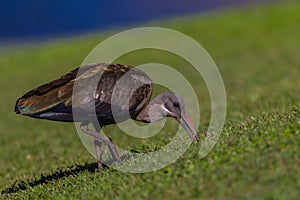 Hadedah Ibis Bird Digging