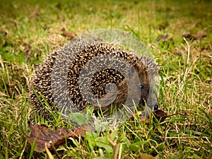 Hadgehog searching for wintering grounds