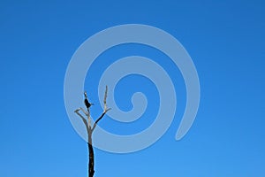 HADIDA BIRD COMING TO LAND ON DEAD BRANCH